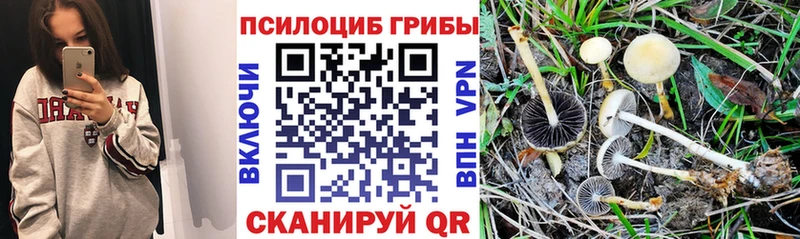 Псилоцибиновые грибы мухоморы  Купить где  Хасавюрт 